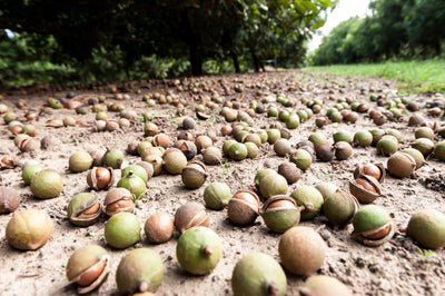 Macadamia's how are they Harvested!