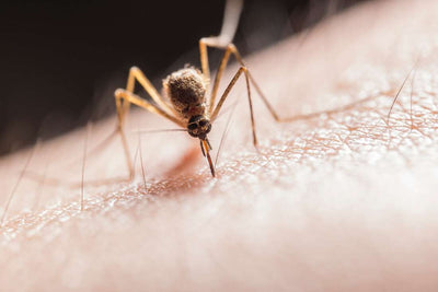 Mosquitoes - 6 Points to Ensure a Happy Weekend!