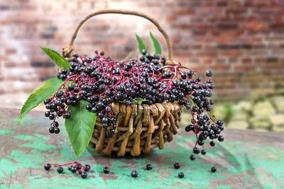 Elderberries - The Berry Antioxidant King