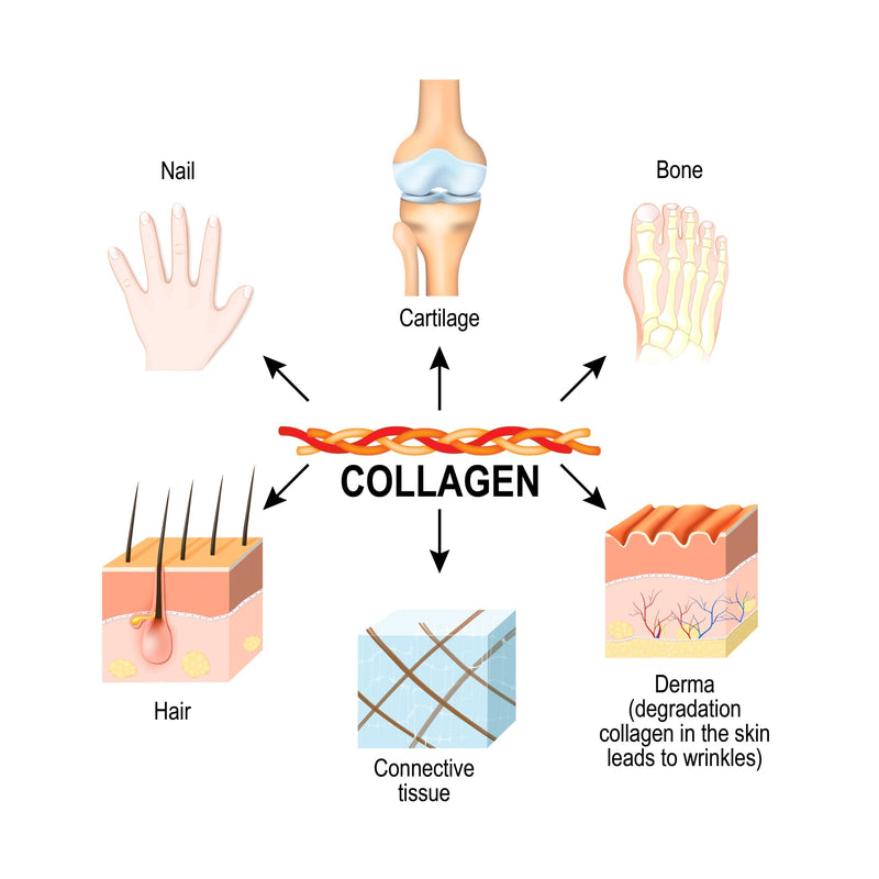 Collagen-in-the-body_4a3d807e-2954-4847-a823-b2407ffde997.jpg