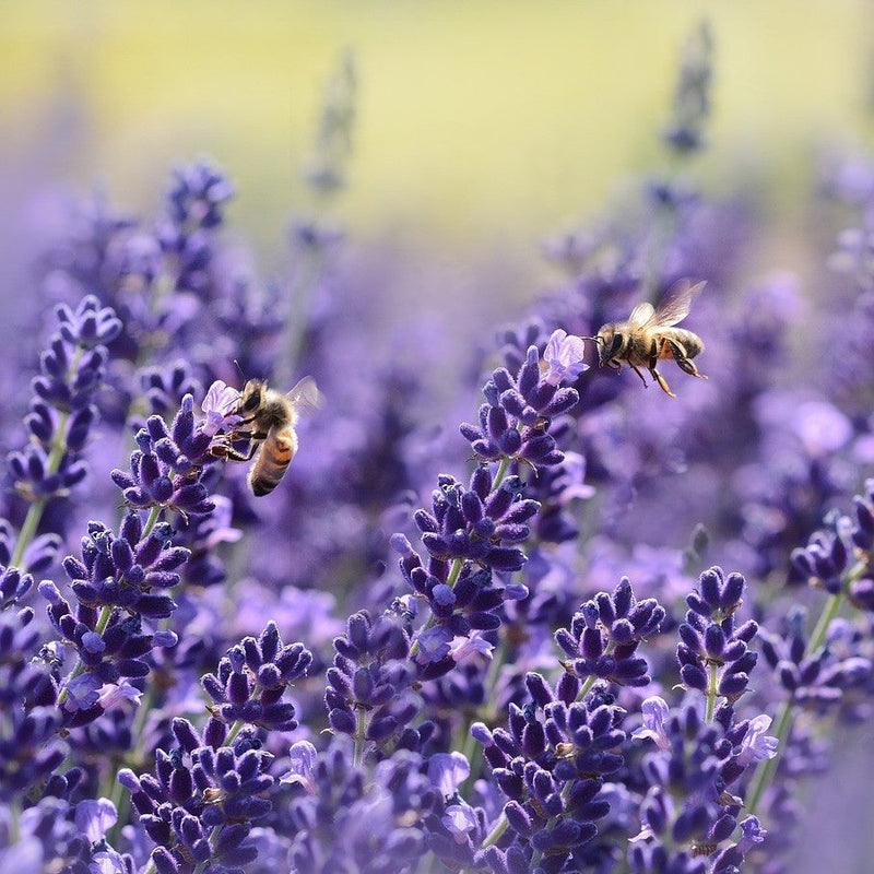 lavender-1537694_1280_2_2f0c1f26-74bc-4e42-8177-d63ca0ea5427.jpg