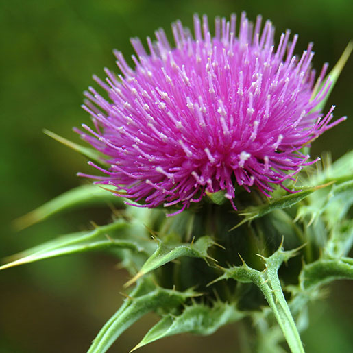 milk-thistle-thinkstockphotos-93966680-square-1.jpg